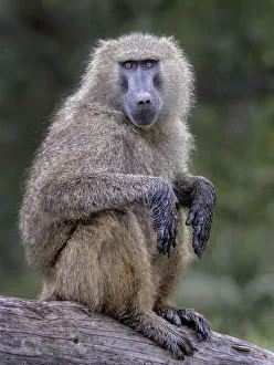 <b class=qtipBold><figcaption>Baboon on branch</figcaption></b><br>baboon sitting on a section of dead tree trunk<br><em>© Russell Burden</em> Baboon on branch
