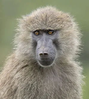 <b class=qtipBold><figcaption>baboon portrait close up</figcaption></b><br>full face portrait of baboon showing golden eyes<br><em>© Russell Burden</em> baboon portrait close up