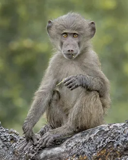<b class=qtipBold><figcaption>baboon on tree branch</figcaption></b><br>young baboon sitting on a section of dead tree trunk<br><em>© Russell Burden</em> baboon on tree branch