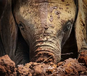 Images Dated 21st July 2019: Baby African Elephant In Mud Looking at Camera