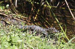 Baby alligator, Alligator mississippiensis. Everglades National Park, Florida, USA Baby alligator, Alligator mississippiensis. Everglades National Park, Florida, USA