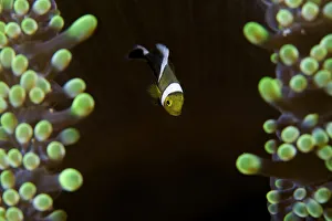 <b class=qtipBold><figcaption>Baby anemon-fish</figcaption></b><br>Baby anemon-fish between two anemon fold.<br><em>© Andrey Narchuk</em> Baby anemon-fish