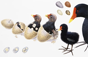 Baby birds hatching from egg in four stages until bird is fully hatched, standing near adult Baby birds hatching from egg in four stages until bird is fully hatched, standing near adult