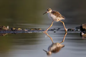 <b class=qtipBold><figcaption>Baby Black-necked Stilt</figcaption></b><br>Baby Black-necked Stilt marching along.<br><em>© Phoo Chan</em> Baby Black-necked Stilt