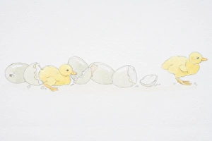 Two baby ducklings emerging from broken egg shells Two baby ducklings emerging from broken egg shells
