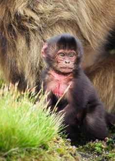 A baby Gelada Monkey (Theropithecus Gelada) sitting near its mother in Simien Mountains A baby Gelada Monkey (Theropithecus Gelada) sitting near its mother in Simien Mountains