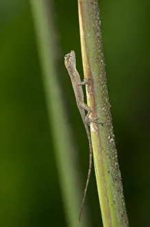 Baby Lizard, one inch, Tiputini rain forest, Yasuni National Park, Ecuador, South America Baby Lizard, one inch, Tiputini rain forest, Yasuni National Park, Ecuador, South America