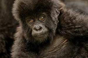 Baby Mountain Gorilla -Gorilla beringei beringei- from the Hirwa group at the foot of Baby Mountain Gorilla -Gorilla beringei beringei- from the Hirwa group at the foot of