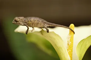 Baby Panther Chameleon (Chameleo pardalis) on calla(Zantedeschia sp) Baby Panther Chameleon (Chameleo pardalis) on calla(Zantedeschia sp)