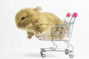 Healthy Eating Gallery: Baby Rabbit in Shopping Cart