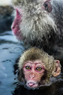Nature wildlife/snow monkeys yamanouchi japan/baby snow monkey sticking tongue Nature wildlife/snow monkeys yamanouchi japan/baby snow monkey sticking tongue