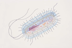 Microorganisms Gallery: Bacillus bacterial genus
