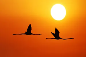 <b class=qtipBold><figcaption>Background for due</figcaption></b><br>Two silhouette flamingoflying at evening.<br><em>© Anna Tatti All rights reserved</em> Background for due