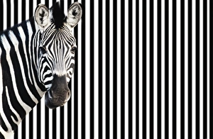 Background, Black (Color), Black And White, Conformity, Confusion, Eccentric, Head Shot Background, Black (Color), Black And White, Conformity, Confusion, Eccentric, Head Shot