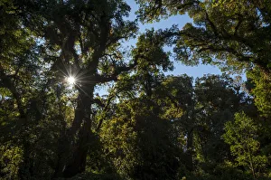 Backlit forest, Doi Inthanon National Park, Chiang Mai Province, Northern Thailand, Thailand, Asia Backlit forest, Doi Inthanon National Park, Chiang Mai Province, Northern Thailand, Thailand, Asia