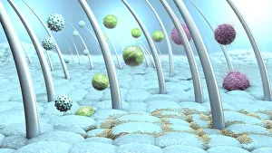 Bacteria and viruses on human skin, illustration Bacteria and viruses on human skin, illustration