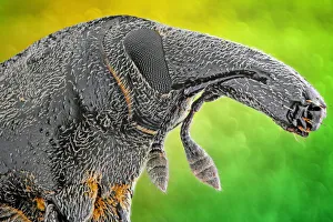 <b class=qtipBold><figcaption>Bagous planatus</figcaption></b><br>Insects On Earth, 486226561<br><em>© Donald Jusa 2013</em> Bagous planatus
