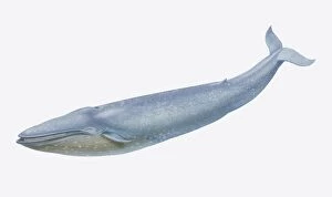 Images Dated 26th May 2006: Balaenoptera musculus, Blue Whale, side view