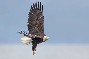 <b class=qtipBold><figcaption>Bald Eagle</figcaption></b><br><em>© 2014 Phoo Chan</em> Bald Eagle