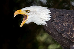<b class=qtipBold><figcaption>Bald Eagle</figcaption></b><br>A portrait of a Bald Eagle.<br><em>© 2013 Phoo Chan</em> Bald Eagle