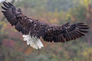 <b class=qtipBold><figcaption>Bald Eagle</figcaption></b><br>A Bald Eagle coming to a landing pose.<br><em>© 2013 Phoo Chan</em> Bald Eagle