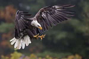 <b class=qtipBold><figcaption>Bald Eagle</figcaption></b><br>Bald Eagle in flight<br><em>© 2013 Phoo Chan</em> Bald Eagle