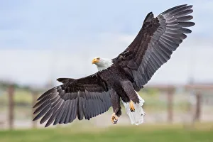 <b class=qtipBold><figcaption>Bald Eagle</figcaption></b><br>Bald Eagle landing pose.<br><em>© Phoo Chan</em> Bald Eagle