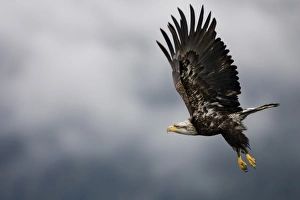 Bald Eagle in Flight, Alaska Bald Eagle in Flight, Alaska