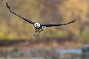 <b class=qtipBold><figcaption>Fresh</figcaption></b><br>A bald eagle with a fresh caught fish<br><em>© 2015 Phoo Chan</em> Fresh