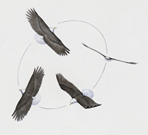 Bald Eagle (Haliaeetus leucocephalus), four birds of prey circling in thermals with Bald Eagle (Haliaeetus leucocephalus), four birds of prey circling in thermals with