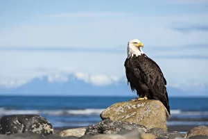 Bald Eagle -Haliaeetus leucocephalus- on the beach of Anchor Point, Kenai Peninsula Bald Eagle -Haliaeetus leucocephalus- on the beach of Anchor Point, Kenai Peninsula