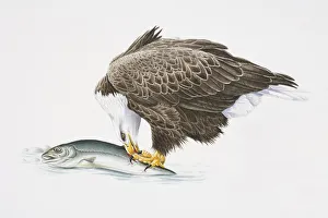 Bald Eagle, Haliaeetus leucocephalus, eating fish Bald Eagle, Haliaeetus leucocephalus, eating fish