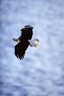Bald eagle (Haliaeetus leucocephalus) in flight Bald eagle (Haliaeetus leucocephalus) in flight