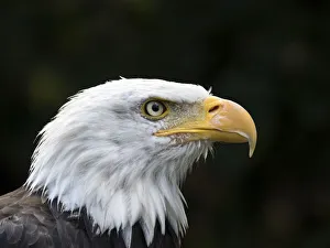 Bald eagle (Haliaeetus leucocephalus) portrait, Pyrenees, France Bald eagle (Haliaeetus leucocephalus) portrait, Pyrenees, France