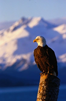 Bald eagle (Haliaeetus leucocephalus)perched on wood Bald eagle (Haliaeetus leucocephalus)perched on wood