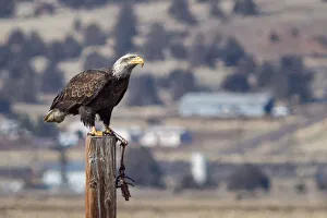 <b class=qtipBold><figcaption>Eagle</figcaption></b><br>Bald eagle sitting on branch of tree.<br><em>© Phoo Chan</em> Eagle