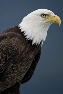 Bald Eagle, Tongass National Forest, Alaska Bald Eagle, Tongass National Forest, Alaska