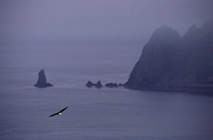 Bald Eagles (Haliaeetus Leucocephalus) in Flight Bald Eagles (Haliaeetus Leucocephalus) in Flight