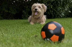 Ball and Kromfohrlaender and Irish Terrier mix waiting behind it Ball and Kromfohrlaender and Irish Terrier mix waiting behind it
