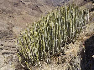 Balsamiferous spurge -Euphorbis balsmifera-, Alajero, La Gomera, Canary Islands, Spain Balsamiferous spurge -Euphorbis balsmifera-, Alajero, La Gomera, Canary Islands, Spain