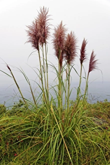 Bamboo grass -Pogonatherum paniceum- on the Pacific Coast, California, United States Bamboo grass -Pogonatherum paniceum- on the Pacific Coast, California, United States