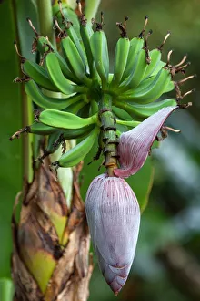 Banana blossom (Musa), perennial plant with flower, Costa Rica Banana blossom (Musa), perennial plant with flower, Costa Rica