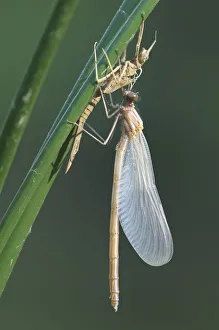 Banded Demoiselle -Calopteryx splendens-, metamorphosis, hatching, Bulgaria Banded Demoiselle -Calopteryx splendens-, metamorphosis, hatching, Bulgaria
