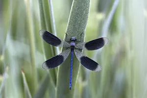 Banded Demoiselle -Calopteryx splendens- in the morning dew, male, Ummendorfer Ried Nature Reserve, Ummendorf, Upper Swabia, Baden-Wurttemberg, Germany Banded Demoiselle -Calopteryx splendens- in the morning dew, male, Ummendorfer Ried Nature Reserve, Ummendorf, Upper Swabia, Baden-Wurttemberg, Germany
