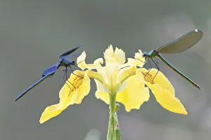 Banded Demoiselles -Calopteryx splendens-, male and female on an iris, North Hesse, Hesse Banded Demoiselles -Calopteryx splendens-, male and female on an iris, North Hesse, Hesse