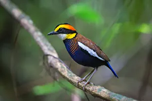 <b class=qtipBold><figcaption>Banded Pitta</figcaption></b><br>We drove 8 hours down south from the City of Bangkok, hiked 30 minutes into the jungle and crossed 4 ankle-deep streams to get this beauty at Kaeng Krachan National Park of Thailand. It was well worth exposing ourselves to mosquitoes and leeches while holding our breath inside the steaming hot hide.<br><em>© 2016 Phoo Chan</em> Banded Pitta