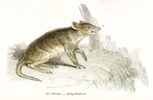 Bandicoot rat engraving 1803 Bandicoot rat engraving 1803