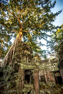 A banyan tree overtakes a building at the Ta Prohm temple in the Angkor Wat Complex A banyan tree overtakes a building at the Ta Prohm temple in the Angkor Wat Complex