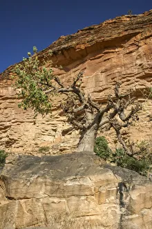 Dogon Country Gallery: Baoba tree underneath the Bandiagara Escarpment