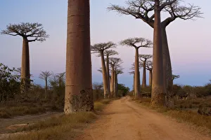 <b class=qtipBold><figcaption>Baobab trees, Madagascar</figcaption></b><br><em>© This content is subject to copyright.</em> Baobab trees, Madagascar
